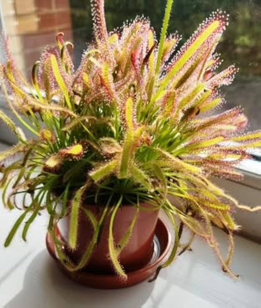 Grün Sundew Blumensamen zur Aussaat – kompakt Wuchs – Traditionssorte & ohne Gentechnik Samen Hausgarten