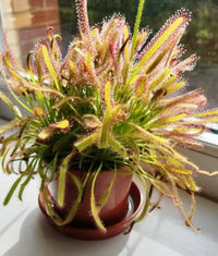 Grün Sundew Blumensamen zur Aussaat – kompakt Wuchs – Traditionssorte & ohne Gentechnik Samen Hausgarten