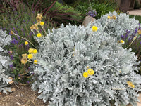 Gray Cineraria Dusty Blumensamen zur Aussaat – Drought verträglich – Traditionssorte & ohne Gentechnik Samen Hausgarten