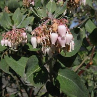 Whiteleaf manzanita blume samen for anpflanzung - low maintenance, heirloom & gmo free samen for home garten
 
 sale samen for home garten