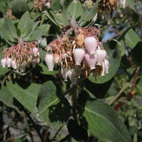 Whiteleaf manzanita blume samen for anpflanzung - low maintenance, heirloom & gmo free samen for home garten
 
 sale samen for home garten