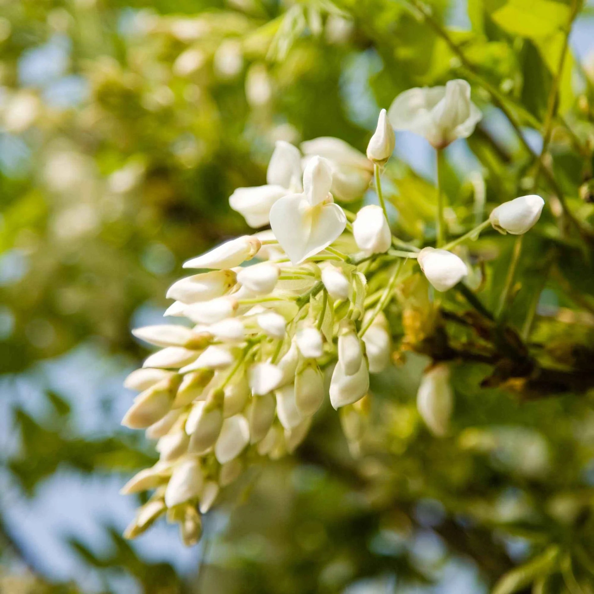 Gelb Blauregen Blumensamen zur Aussaat lang Blüte Saison Traditionssorte & ohne Gentechnik Samen Hausgarten