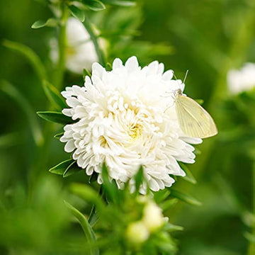 Paeony herzogin gelb aster for anpflanzung in blume bed