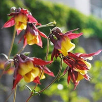 Oriental Columbine Samen zur Aussaat Wildblume Garten