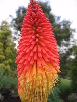 Rot gelb kniphofia blume samen for anpflanzung - long bloom season, heirloom & gmo free samen for home garten
 
 sale for anpflanzung in home garten.