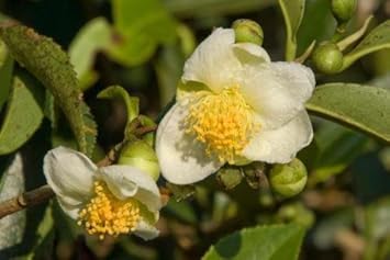Weiß camellia sinensis blume samen for anpflanzung - long bloom season, heirloom & gmo free samen for home garten
 
 sale for anpflanzung in home garten