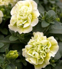 Creme Petunie Blumensamen zur Aussaat Traditionssorte ohne Gentechnik Samen Anzucht Garten Blüten robust Sorte