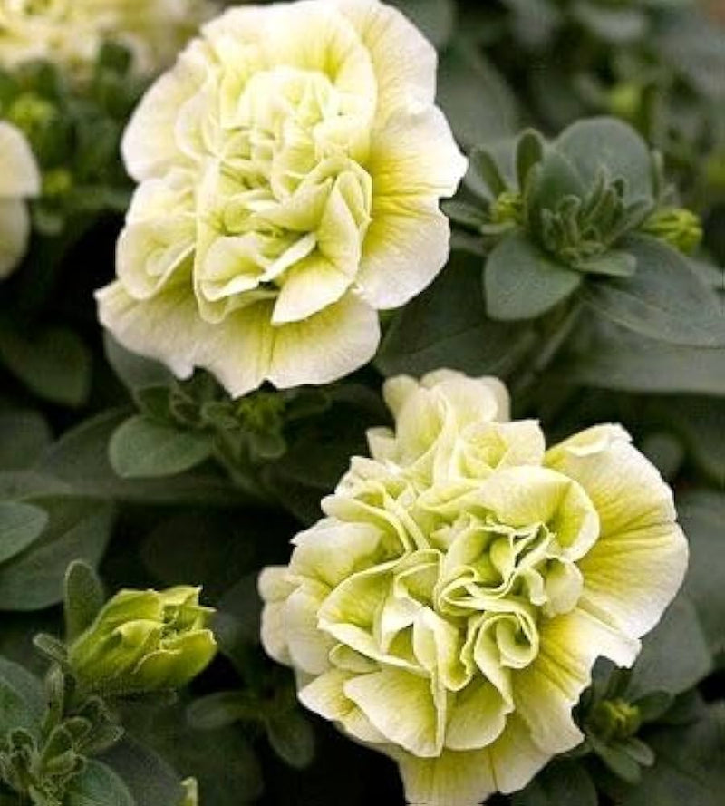 Creme Petunie Blumensamen zur Aussaat Traditionssorte ohne Gentechnik Samen Anzucht Garten Blüten robust Sorte