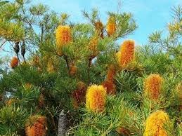 Banksia blume samen for anpflanzung drought tolerant heirloom & gmo free samen for home garten
sale for anpflanzung in home garten