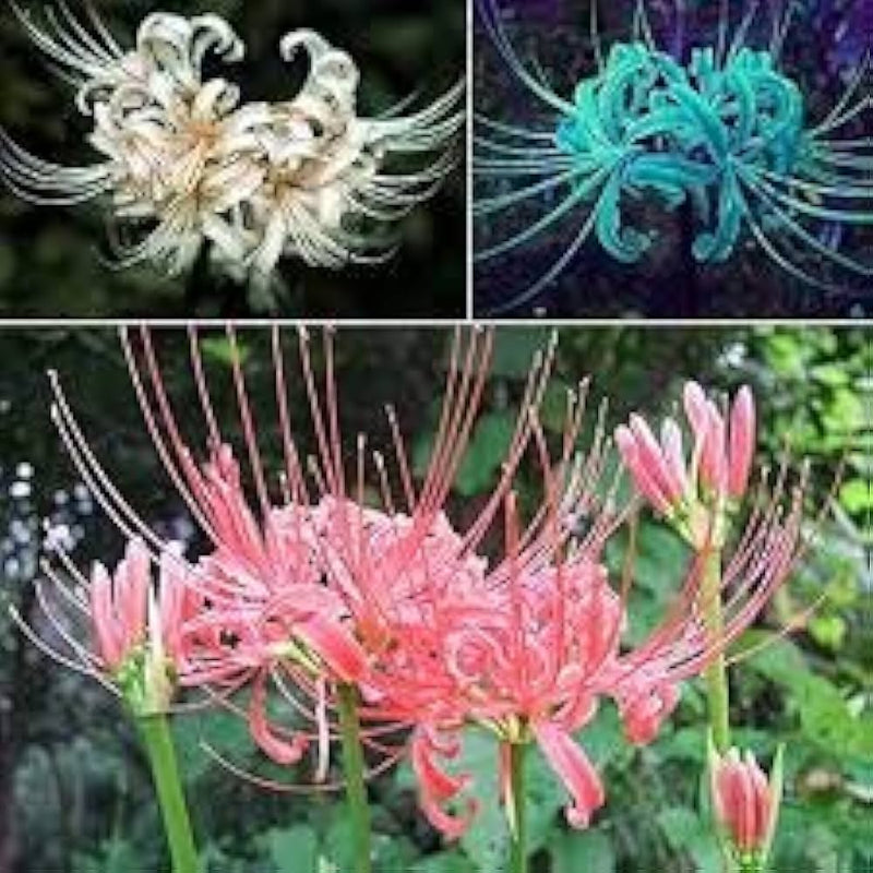 Gemischt Higanbana Blumensamen zur Aussaat Drought verträglich Traditionssorte & ohne Gentechnik Samen Hausgarten
