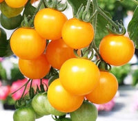 Traditionell Tomate Samen Solanum lycopersicum zum Pflanzen in Gemüse Patch and Balcony Garden