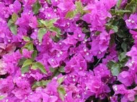 Bougainvillea spectabilis blume samen for anpflanzung - pollinator friendly, heirloom & gmo free samen for home garten
 
 sale samen for home garten