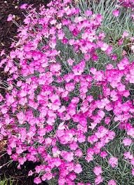 Lime grün geranium blume samen for anpflanzung pollinator friendly heirloom & gmo free samen for home garten
 
 sale for anpflanzung in home garten