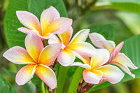 Plumeria Blumensamen zur Aussaat – lang Blüte Saison – Traditionssorte & ohne Gentechnik Samen Hausgarten