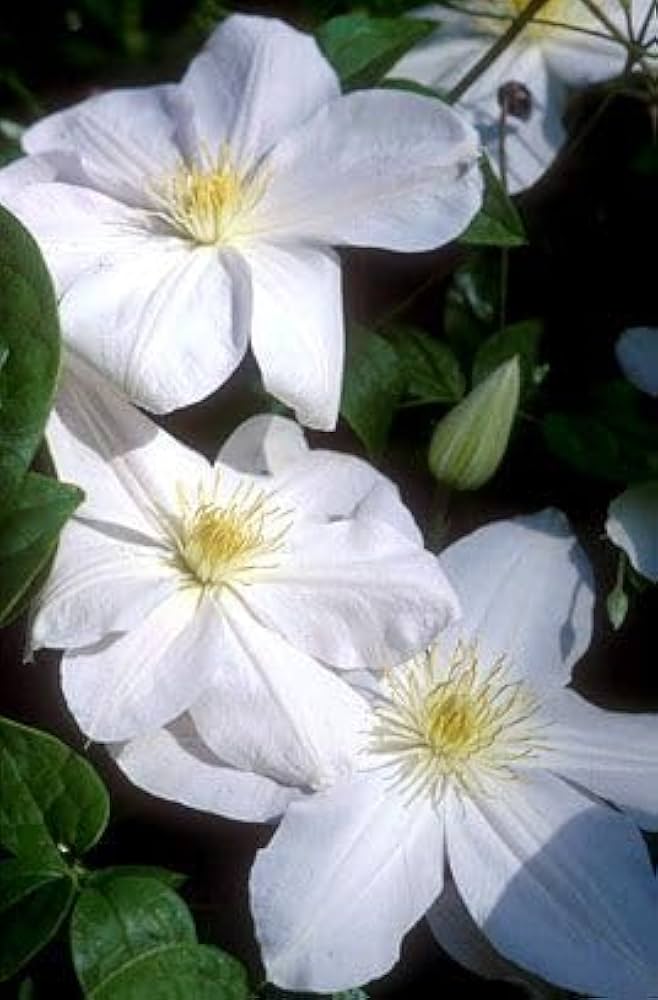 Waldrebe Rampicant Weiß Blumensamen kletternd Elegance