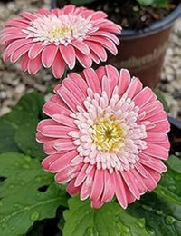 Rosa Jamesonii Blumensamen zur Aussaat – sonnenliebend – Traditionssorte & ohne Gentechnik Samen Hausgarten