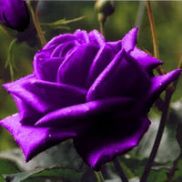 Lila Rose Blumensamen zur Aussaat – pflegeleicht – Traditionssorte & ohne Gentechnik Samen Hausgarten