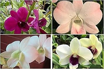 Multi-colored dendrobium blume samen for anpflanzung - low maintenance, heirloom & gmo free samen for home garten
 
 sale for anpflanzung in home garten.