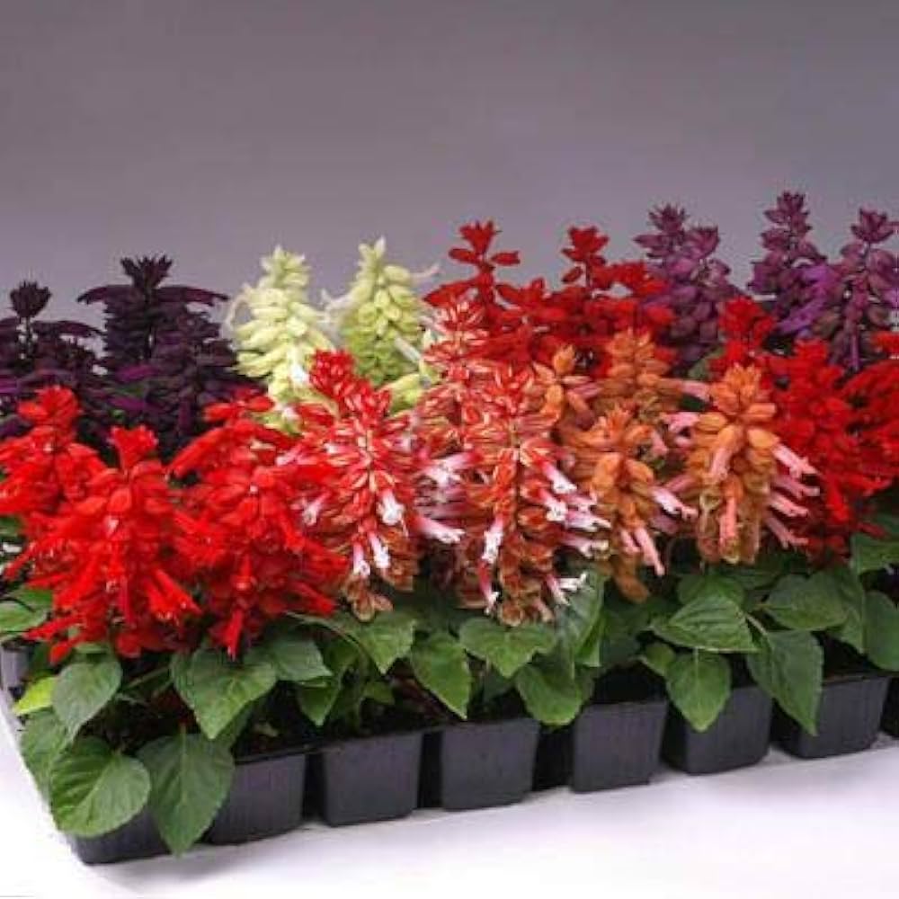 Rose Queen Salvia Samen – elegant mehrjährig Soft Rosy Blüten