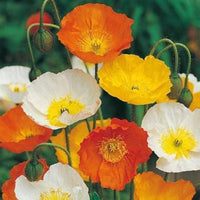 Iceland Poppy Mischung Papaver nudicaule Samen zur Aussaat Blume Beds