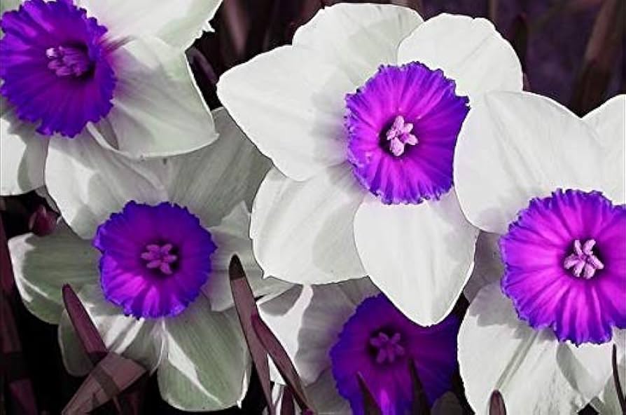 Nema gefüllt Petals Narzisse Blumensamen zur Aussaat – Drought verträglich – Traditionssorte & ohne Gentechnik Samen Hausgarten