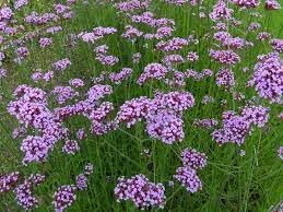 Heirloom verbena blume samen for anpflanzung low maintenance heirloom & gmo free samen for home garten 
 
 sale for anpflanzung in home garten
