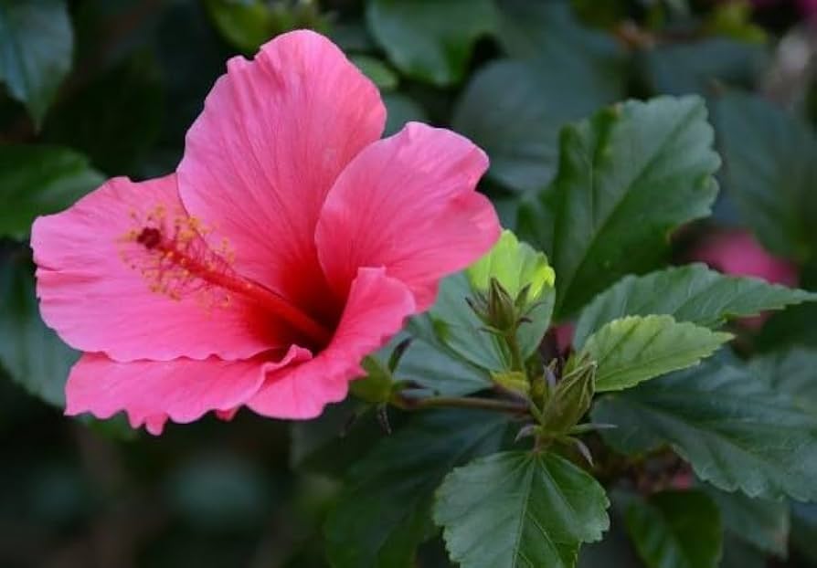 Hibiskus Amethyst Samen zur Aussaat mehrjährig Garten tropisch Yard