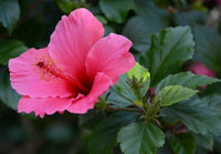 Hibiskus Amethyst Samen zur Aussaat mehrjährig Garten tropisch Yard