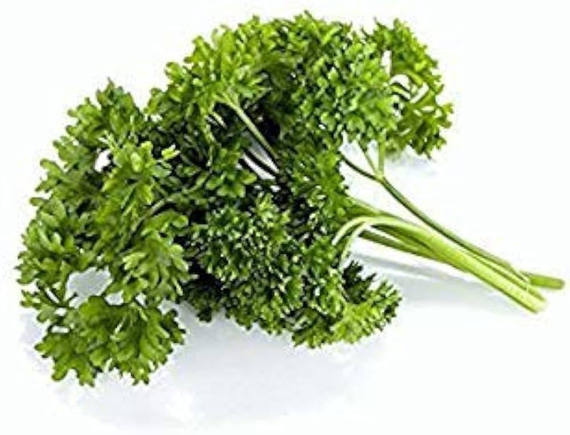 Curled Parsley Petroselinum crispum Samen for Aussaat in Kraut bed