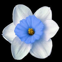 Blau weiß daffodils blume samen for anpflanzung - colorful display, heirloom & gmo free samen for home garten
 
 sale samen for anpflanzung in home garten
