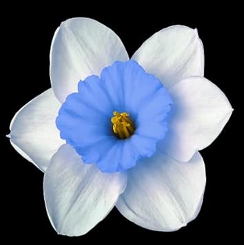 Blau weiß daffodils blume samen for anpflanzung - colorful display, heirloom & gmo free samen for home garten
 
 sale samen for anpflanzung in home garten