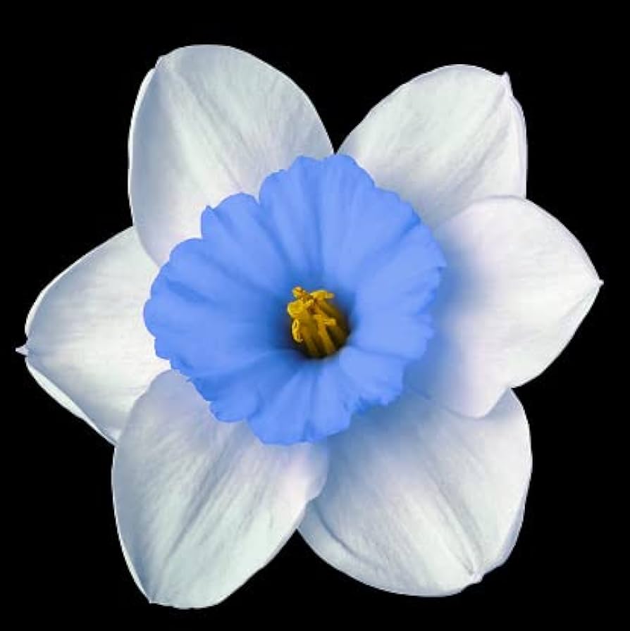 Blau Narzisse Blumensamen zur Aussaat kompakt Wuchs Traditionssorte & ohne Gentechnik Samen Hausgarten