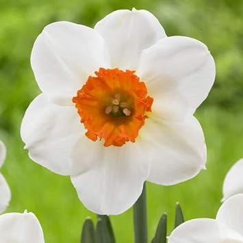 Daffodil blume samen for anpflanzung - sun loving, heirloom & gmo free samen for home garten
 
 sale for anpflanzung in home garten.
