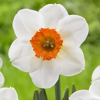 Daffodil blume samen for anpflanzung - sun loving, heirloom & gmo free samen for home garten
 
 sale for anpflanzung in home garten.
