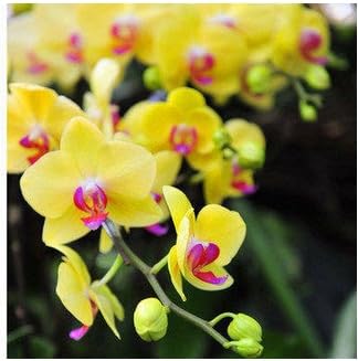 Rosa Gelb Schmetterlingsorchidee Orchidee Samen Blumensamen zur Aussaat hochwertige Qualitäts- Traditionssorte & ohne Gentechnik Samen Hausgarten
