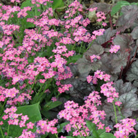Myosotis (myosotis sylvatica) samen for anpflanzung in home garten