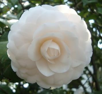 Weiß rot camellia blume samen for anpflanzung low maintenance heirloom & gmo free samen for home garten
 
 sale for anpflanzung in home garten