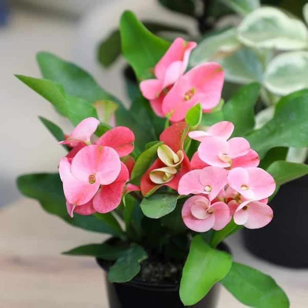 Light rosa euphorbia milii blume samen for anpflanzung - perfect for borders, heirloom & gmo free samen for home garten
 
 sale samen for anpflanzung in home garten