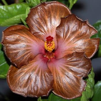 Braun hibiscus blume samen for anpflanzung - bright blooms, heirloom & gmo free samen for home garten
 
 sale for anpflanzung in home garten
