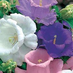 Heirloom campanula canterbury mix samen for colorful blumen