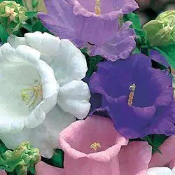 Rubinrot heirloom campanula canterbury bell samen