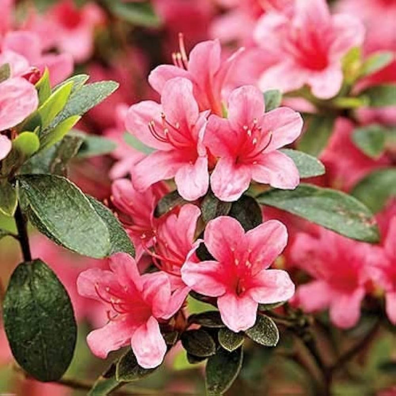 Azalea rosa blume samen for anpflanzung - garten favorite, heirloom & gmo free samen for home garten
sale for anpflanzung in home garten.