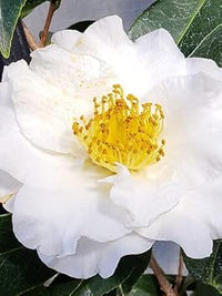 Gelb weiß camellia blume samen for anpflanzung - perfect for borders, heirloom & gmo free samen for home garten
 
 sale samen for anpflanzung in home garten