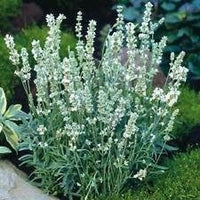 Weiß lavender ellagance blume samen for anpflanzung - premium quality, heirloom & gmo free samen for home garten
 
 sale samen for home garten