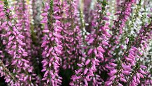 Heather blume samen for anpflanzung - cottage garten essential, heirloom & gmo free samen for home garten
 
 sale for anpflanzung in home garten