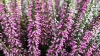 Heather blume samen for anpflanzung - cottage garten essential, heirloom & gmo free samen for home garten
 
 sale for anpflanzung in home garten