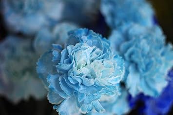 Sky blau carnation blume samen for anpflanzung - vibrant colors, heirloom & gmo free samen for home garten
 
 sale for anpflanzung in home garten.