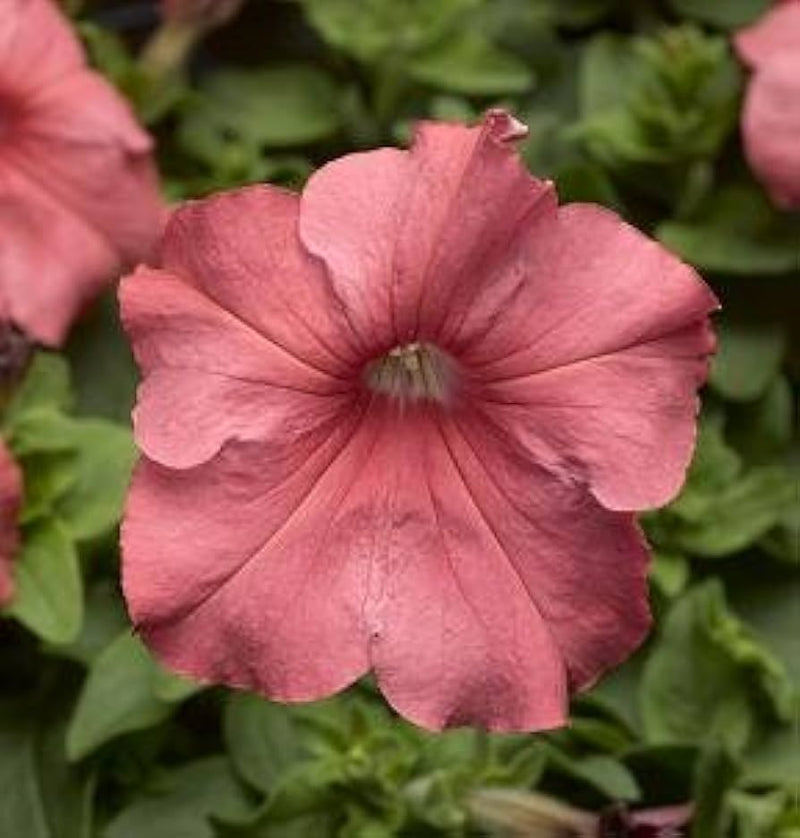 Tritunia salmon geäderte petunia blume samen for vibrant displays