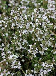 Thymus fragrantissimu blume samen for anpflanzung cottage garten essential heirloom & gmo free samen for home garten 
 
 sale for anpflanzung in home garten