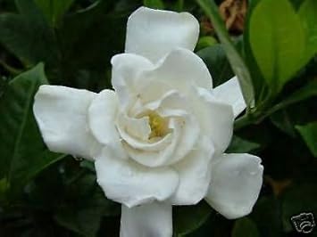 Weiß jasmine blume samen for anpflanzung - drought tolerant, heirloom & gmo free samen for home garten
 
 sale for anpflanzung in home garten.